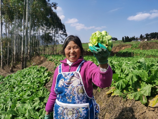 ����Ⱥ��������ǲˡ�