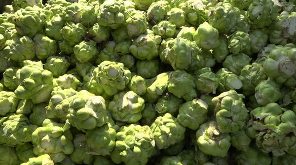 ��ǲ� � �z