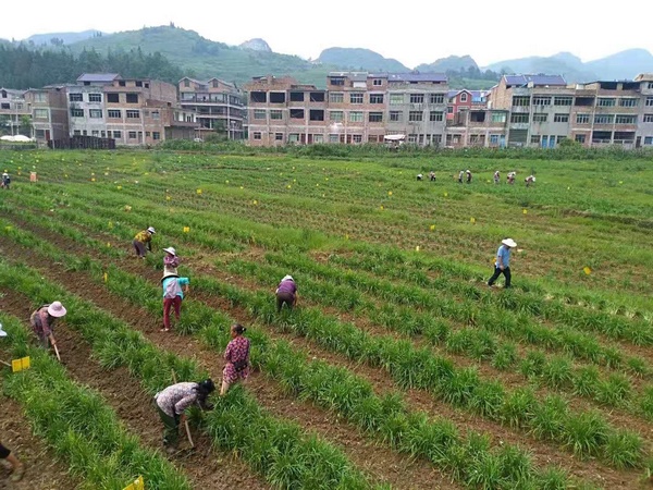 �ھ��S�����_չ�����Ĵ���һƬ��æ����