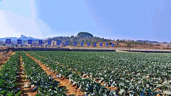 ˮβ��߲˻��ء�