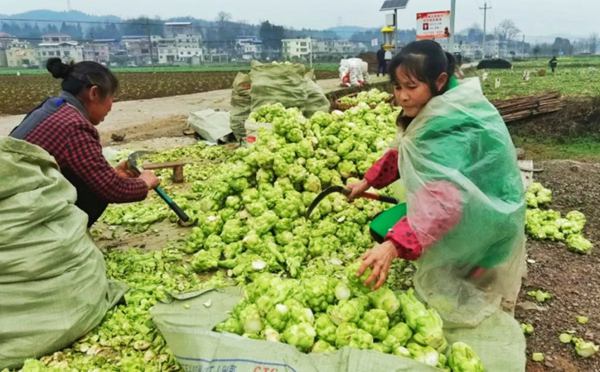 ˮβ�(zh��n)�߲˲��ա�