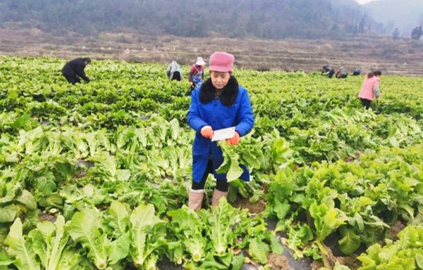 �����l(xi��ng)�߲˲�����