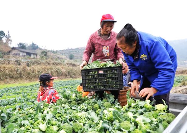 עϪ�(zh��n)�߲˲��ա�