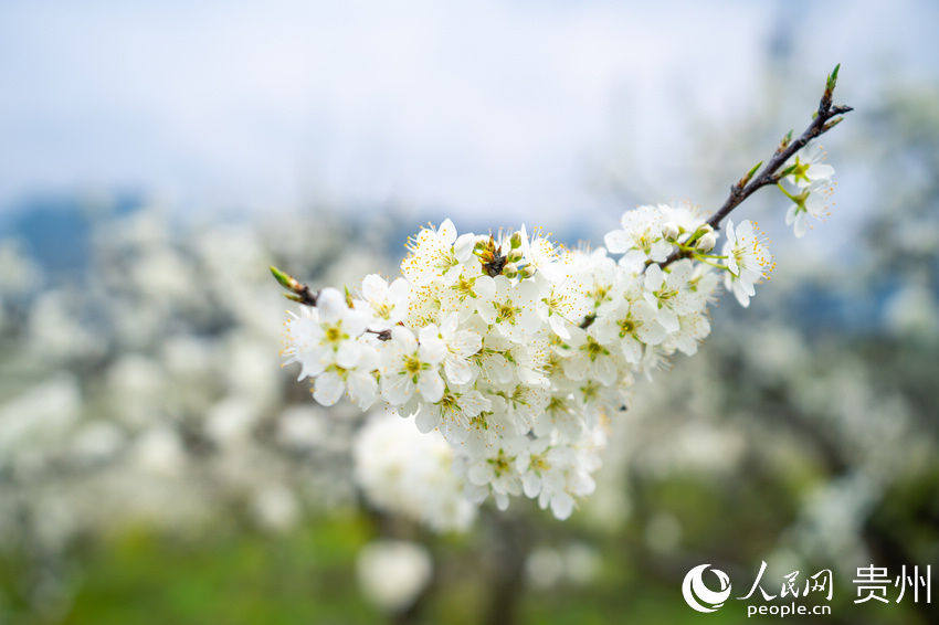 ������ɽʢ�_���������W Ϳ���z