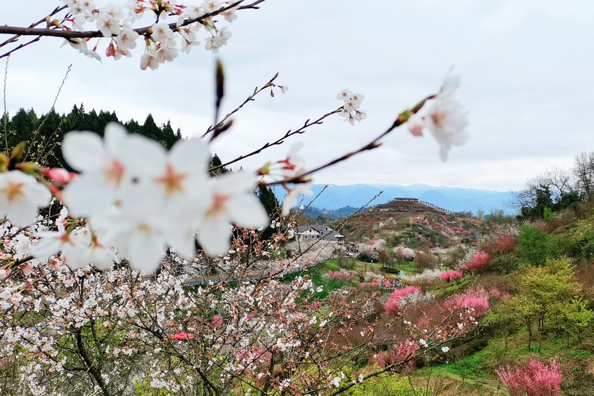 ѻȷAʢ_̎һƬCľz