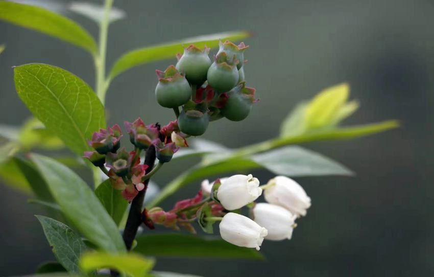 ��������կ�{ݮ�a(ch��n)�I(y��)�@�^(q��)���{ݮ���_������ƽ�z