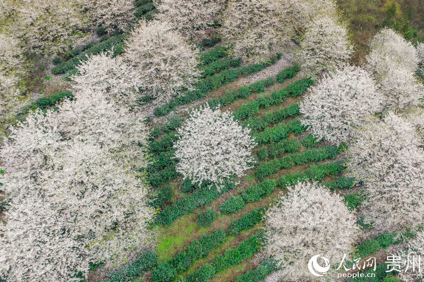 ʢ�_�ھð��F(xi��n)����Ч���~�Nֲʾ���@�ę��һ�������W(w��ng) Ϳ���z