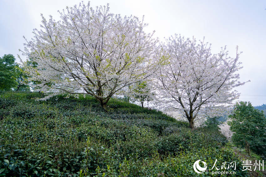 ���һ��ھð��F����Ч���~�Nֲʾ���@��ʢ�_������W Ϳ���z