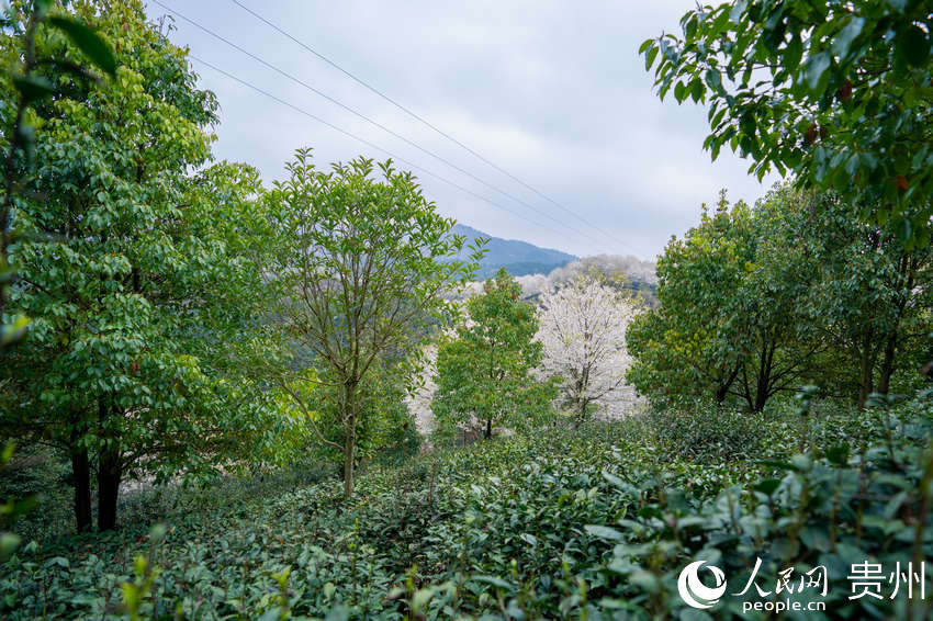 ���һ��ھð��F����Ч���~�Nֲʾ���@��ʢ�_������W Ϳ���z