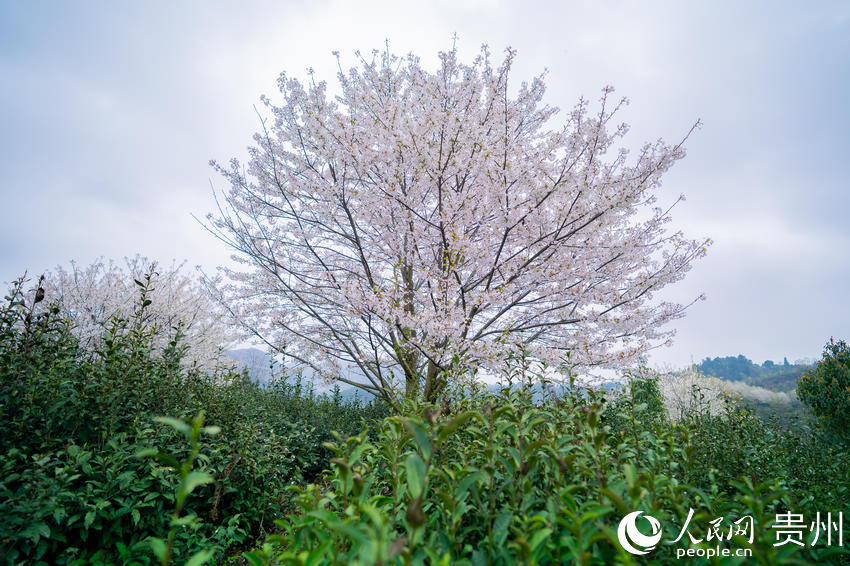 ���һ��ھð��F����Ч���~�Nֲʾ���@��ʢ�_������W Ϳ���z