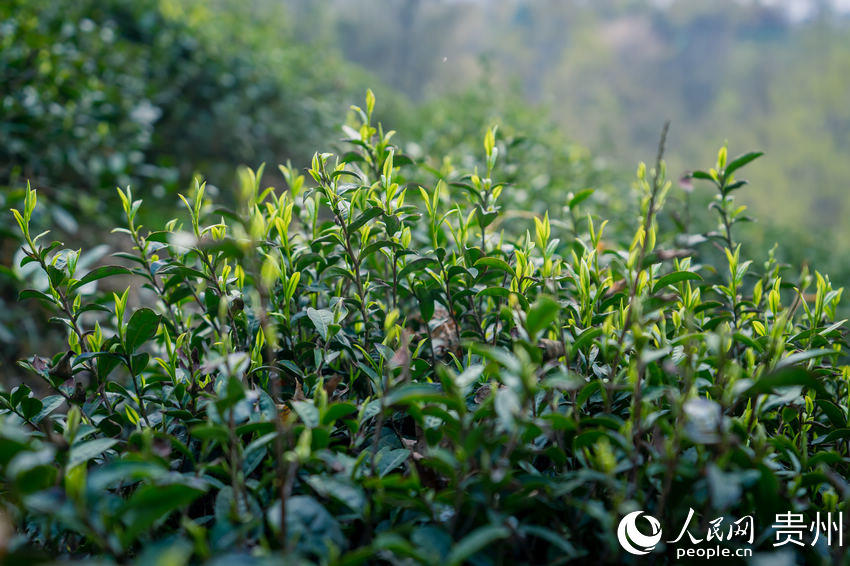 ��@�Ȳ��~�L�����á�����W(w��ng) Ϳ���z