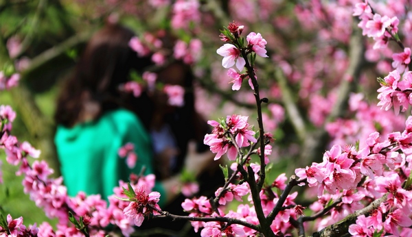 �󷽿h؈����Lɳ�塰����ɽ��ʢ�_���һ�����Ӗ�F�z