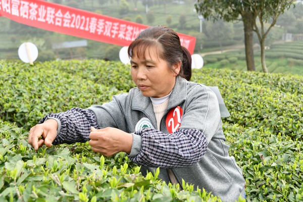 ���p�ֲɲ衱��ِ�ٲɲ輼��������