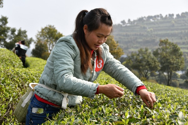 ���p�ֲɲ衱��ِ�ٲɲ輼��������