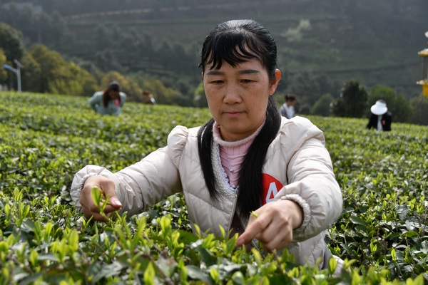 ���p�ֲɲ衱��ِ�ٲɲ輼��������