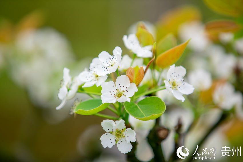 ��Ȫ�н�ɽ�ֵ��p�ȴ��f����@��(n��i)�滨ʢ�_������W(w��ng) Ϳ���z