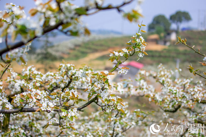 ��Ȫ�н�ɽ�ֵ��p�ȴ��f����@��(n��i)�滨ʢ�_������W(w��ng) Ϳ���z