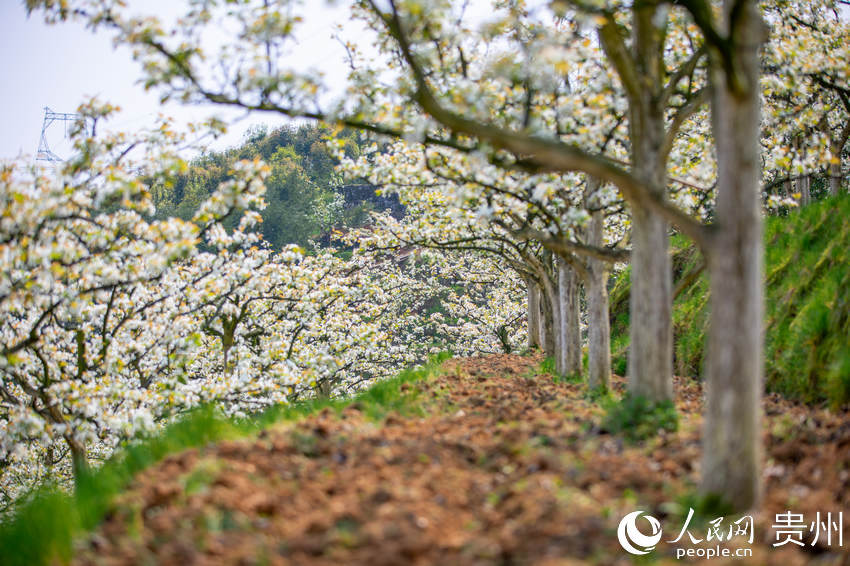 ��Ȫ�н�ɽ�ֵ��p�ȴ��f����@���滨ʢ�_������W Ϳ���z