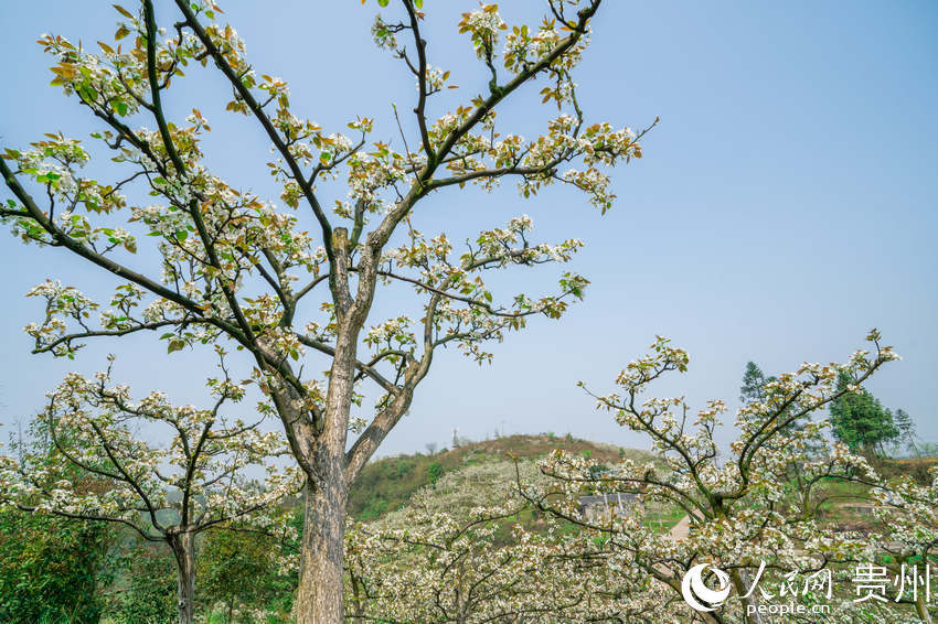 ʢ�_���滨������W(w��ng) Ϳ���z