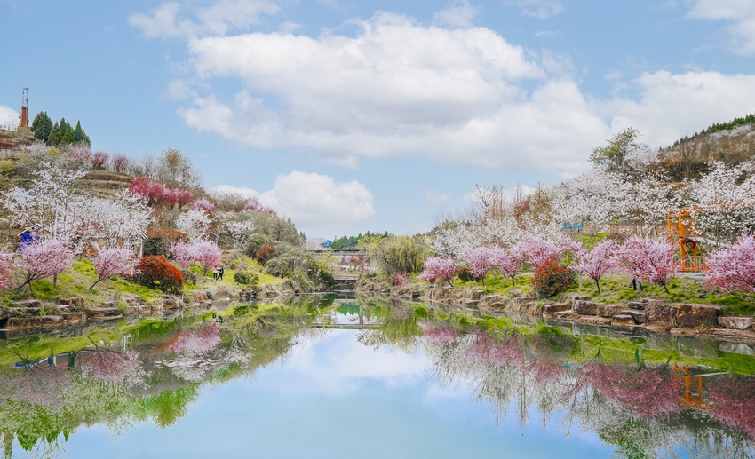 �ѻ��c�һ��Y��ʢ�_���ѻ��Ⱦ��^���D