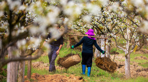 ��Ȫ���l�����d���L�� ǧ���f���滨�_