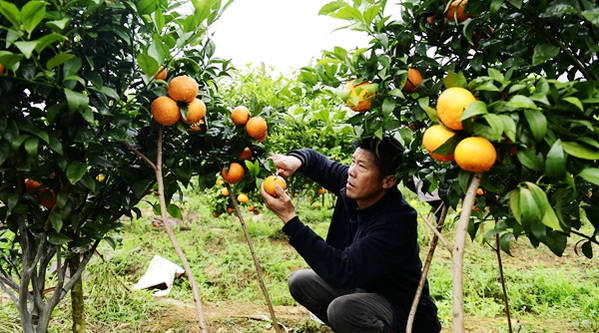 �������R�壺�a�I���L���l�����d��������