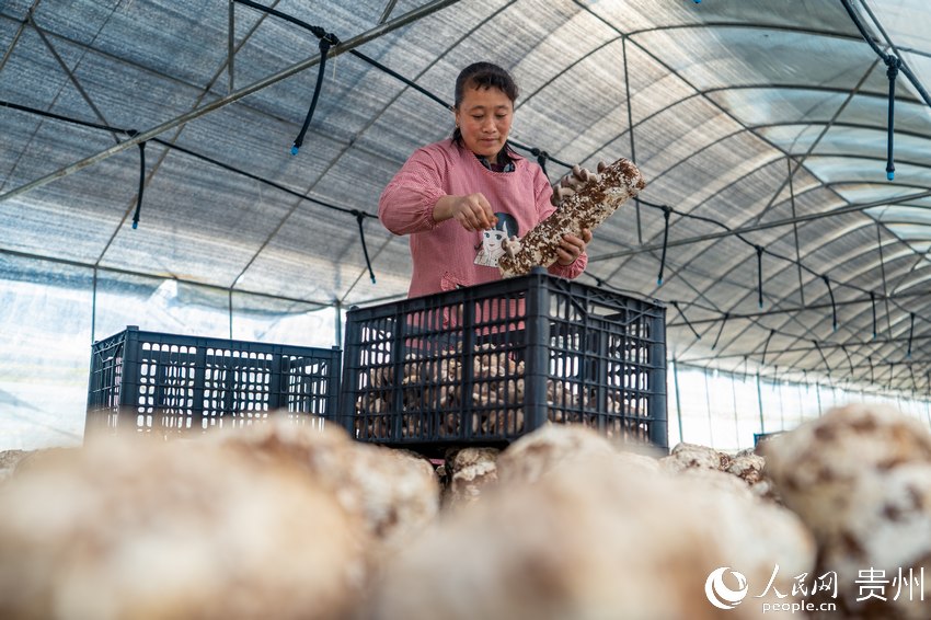 �׵ذ��w�������㹽�Nֲ����Ȅչ�������W Ϳ���z