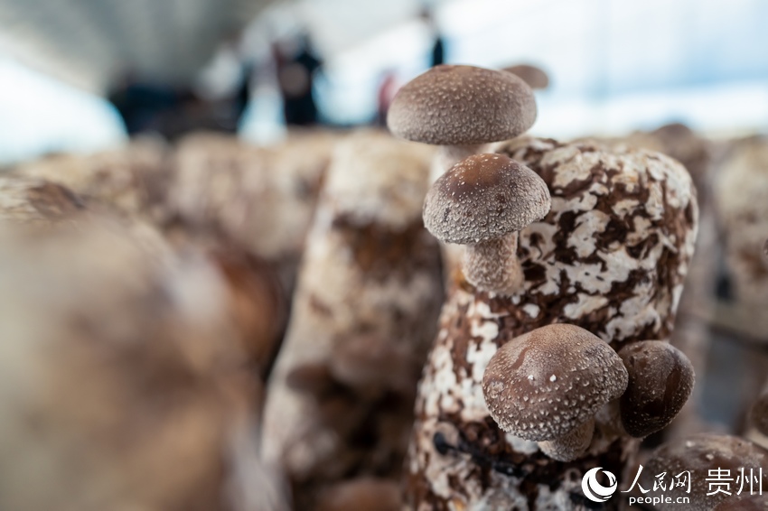 �㹽�Nֲ�����(n��i)�����յ��㹽������W(w��ng) Ϳ���z