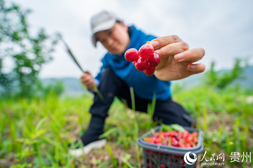 �ο�չʾ��ժ�ę��ҡ�����W(w��ng) Ϳ���z