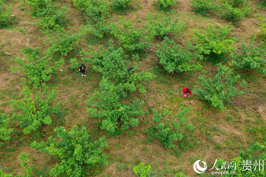 �ο��ڈ@�Ȳ�ժ���ҡ�����W Ϳ���z