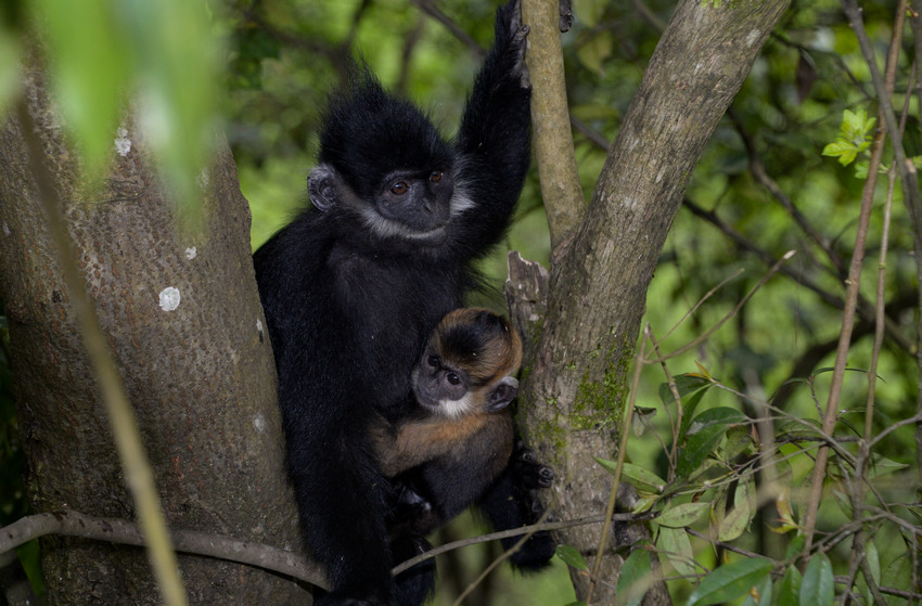 2021��4��17�գ�����ꖺӇ��Ҽ���Ȼ���o�^�������վ�Ĕz�ĺ��~�Ｐ���̡���|�z