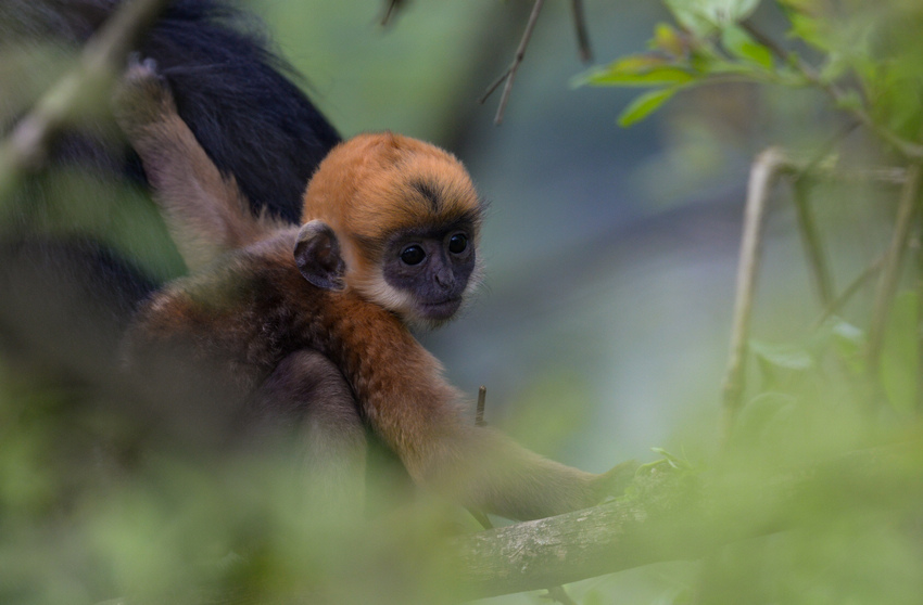 2021��4��17�գ�����ꖺӇ��Ҽ���Ȼ���o�^�������վ�Ĕz�ĺ��~�����̡���|�z