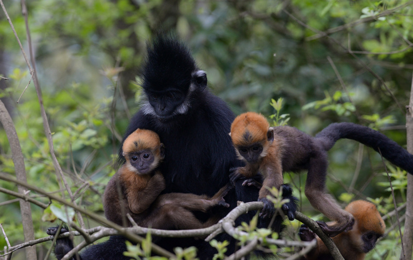 2021��4��17�գ�����ꖺӇ��Ҽ���Ȼ���o�^�������վ�Ĕz�ĺ��~���|�z