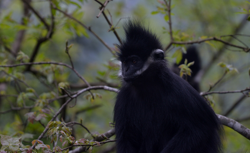 2021��4��17�գ������(y��ng)�Ӈ�(gu��)�Ҽ�(j��)��Ȼ���o(h��)�^(q��)�������վ�Ĕz�ĺ��~���|�z