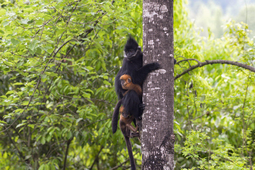 2021��4��17�գ�����ꖺӇ��Ҽ���Ȼ���o�^�������վ�Ĕz�ĺ��~�Ｐ���̡���|�z