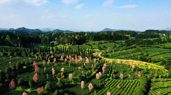 �F���P���������h�ĺ� ˮ���d�l��