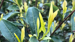 ͩ���ŉ�:�S���ӭ����ժ�� �嵭�Ĳ����h�Mɽ�g