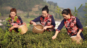 ͩ���ق}������ɽ�²ɲ�æ �������S�L��