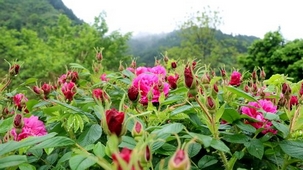 ��h��õ�彛�������l�����d �ںϰlչ䁾��¸�·