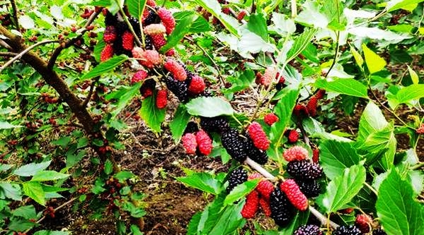 �l�����d֮������