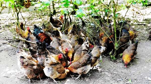 �l�����d֮���r��