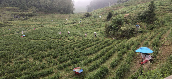 С�͙Cе���ݡ�