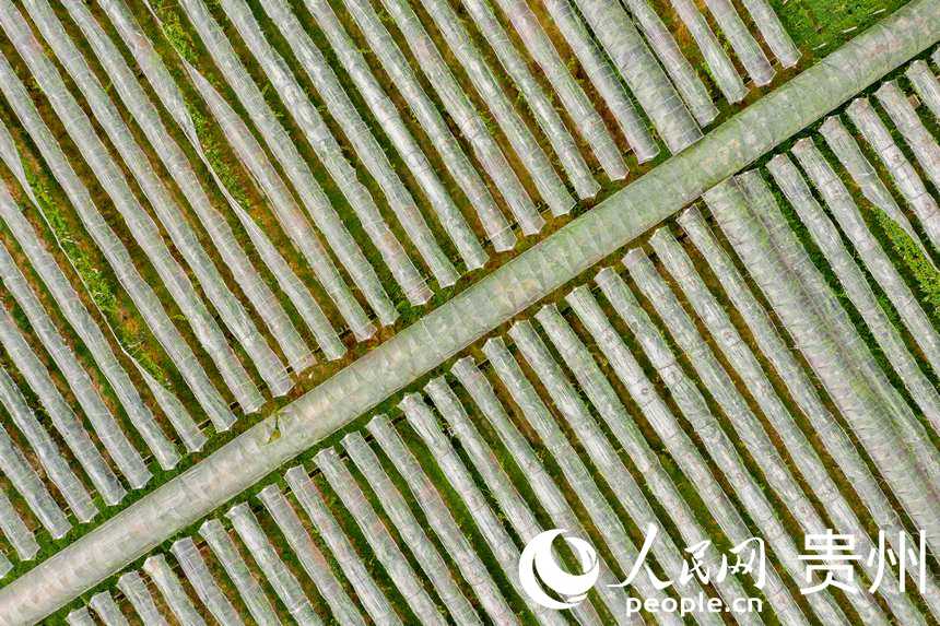 航拍開(kāi)陽(yáng)縣禾豐鄉(xiāng)馬壩鮮食葡萄采摘觀光園。人民網(wǎng) 涂敏攝