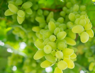 �@�ȼ�����������ѡ�����W Ϳ���z             �_ꖣ������S���ڼ� ������������            7��20�գ�λ���F����_ꖿh���S�l�R���rʳ���Ѳ�ժ�^��@�ȣ����ш@����T�����I����ͬ�²鿴�����L�ݡ��@��һ��������������߀����ԡ��sһ�ܵ�ꖹ�ŕ���m���죬�ȴ�ǰ��������ο�Ʒ�L��ժ��    ���˽⣬ԓ�rʳ���Ѳ�ժ�^��@������2006�꣬�Ǻ��S�l�L�t��2000�஀�o�������˜ʻ����ѷNֲʾ�����ص�һ���֡�Ŀǰ��ԓ���ؓ��Ѓ��|�rʳ����210�����ӹ�����1800�஀����Q��߅�r���͘I100���ˣ������L�t��73���r���Nֲ����220������Ч���M���ش��������¸�����     