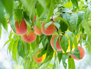 �@�ȼ�����������ѡ�����W Ϳ���z             �F������l���r�Ҽt�G�G ���ӱ�����          7��15�գ�λ���F��������^�����l�������r�aƷ�����Ј��������У�������Ĺ��r������������ժ�����G�t�ҳ��۽oˮ����؜��    �����l��̎�F��Ж|�������x�����ăH��ʮ�๫�������������l�����lչ�o�������߷Nֲ��Ŀǰ�Ҙ�Nֲ��e�_10000�����ϡ�ÿ���һ�ʢ�_���r�ҳ���֮�r������������ʮ�f�ο�ǰ���p�һ���ժ�r�ң��F������ڸ����l����@���Ȥ��ͬ�r��Ҳ�鮔�ش����~��������һ�����롭��     