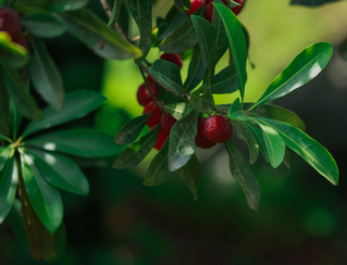 ������ė�÷������W ���z             ����÷�t�M�� �r���ںϴ���          6��18�գ��F��О����^�������7000�஀�Ƽ���÷������죬�������c�����ڗ�÷����æ�ò�������������ؓ؟��ժ��÷�\���Ј����⣬��߀Ҫ�к��οͬF����ժ���r��÷��ӛ���^�쵽�������������ժ��÷���οͽj�[���^���@�������ǅ^��С���fһ���ӟ��[��������    ������λ���F��Ж|�����ه��Ҽ�һ��ˮ�YԴ���o�^��ȫ���ԷNֲˮ���������F�З�÷7000�஀���AӋ�����÷�a�����_400���f�Ŀǰ�Ј��r����8-10Ԫ֮�g���������������L�İ������ˣ��c��÷����20���꽻������     