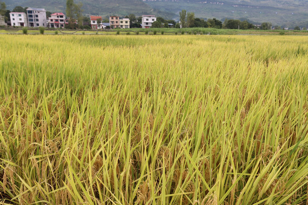 成熟的稻谷。費(fèi)嫻攝