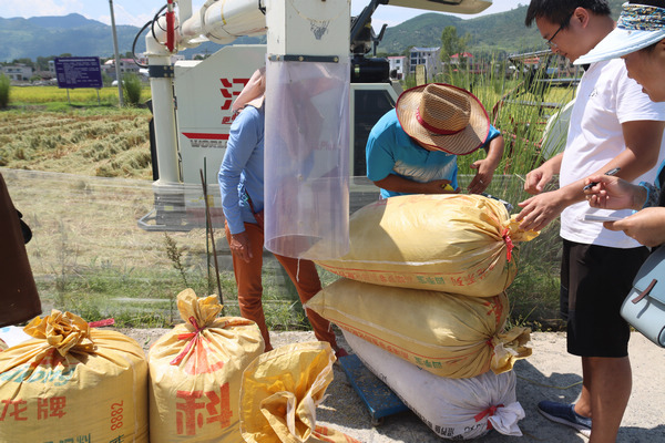 稻谷打包。費嫻攝