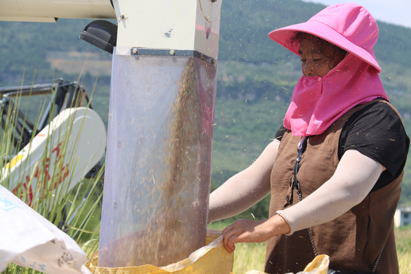 稻谷裝袋。費嫻攝