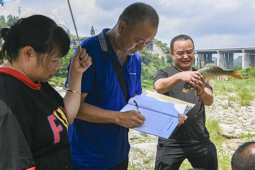 2021年9月12日,水產(chǎn)工作人員對(duì)生態(tài)稻魚(yú)種苗補(bǔ)助項(xiàng)目進(jìn)行測(cè)產(chǎn)驗(yàn)收。楊仁海攝